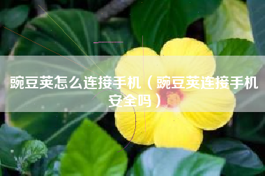 豌豆荚怎么连接手机(豌豆荚连接手机安全吗) 豌豆荚怎么连接手机(豌豆荚连接手机安全吗)